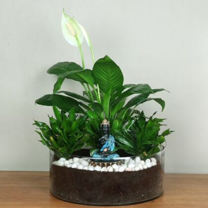 uddhist Dracena will grow in low to moderate light, which is why it will be a perfect addition to an indoor setting. It is very strong and requires minimum maintenance, and this makes it ideal to both plant enthusiasts and amateurs.