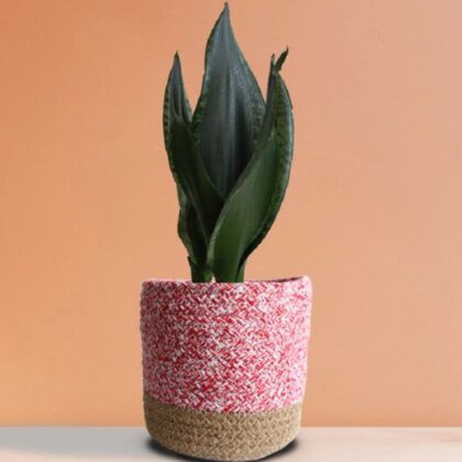 The plant is known to have these amazing upright leaves and to clean the air, and this makes it a strong plant that adds life, freshness, and modern elegance to your home or your office