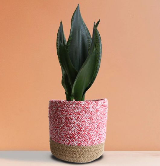 The plant is known to have these amazing upright leaves and to clean the air, and this makes it a strong plant that adds life, freshness, and modern elegance to your home or your office