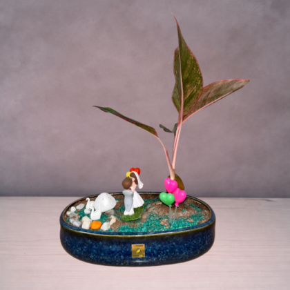 Aglaonema (Large Theme)