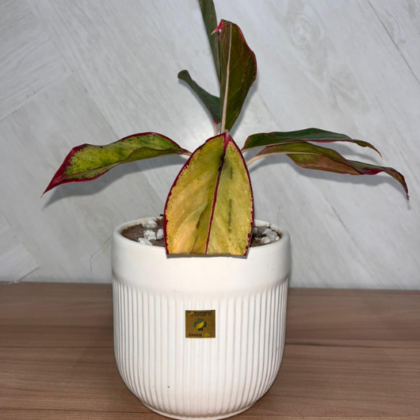 Aglaonema _Lipstick_ (Medium Pot)
