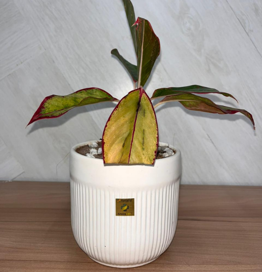 Aglaonema _Lipstick_ (Medium Pot)