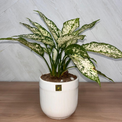 Aglaonema _Snow White_ (Medium Pot)