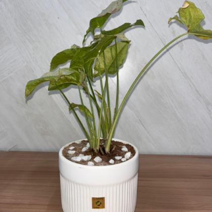 Arrowhead Plant(Medium Pot)