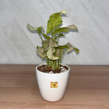 Arrowhead Plant(Small Pot)