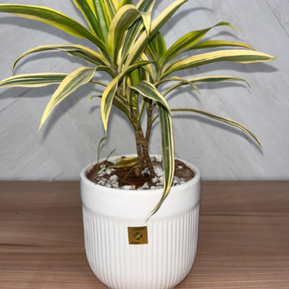 Dracaena reflexa(Medium pot) (2)