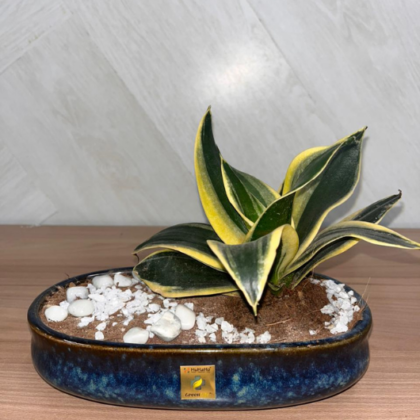 Dwarf Snake Plant (Medium Theme) (2)