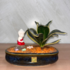 Dwarf Snake Plant (Medium Theme) (3)