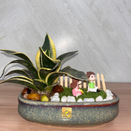 Dwarf Snake Plant (Medium Theme)