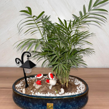 Parlour Palm (Medium Theme)