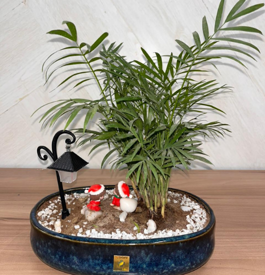 Indoor plants