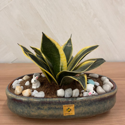 Snake Plant (Medium Theme) (2)