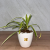 Spider Plant(Small Pot)