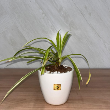 Spider Plant(Small Pot)