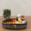 Table Kamini Bonsai Plant(Medium Theme)